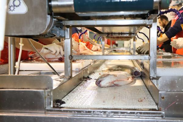 23 milyon dolar kazanıldı! Trabzon'da üretildi Uzak Doğu ve Avrupa sıraya girdi - Resim: 1