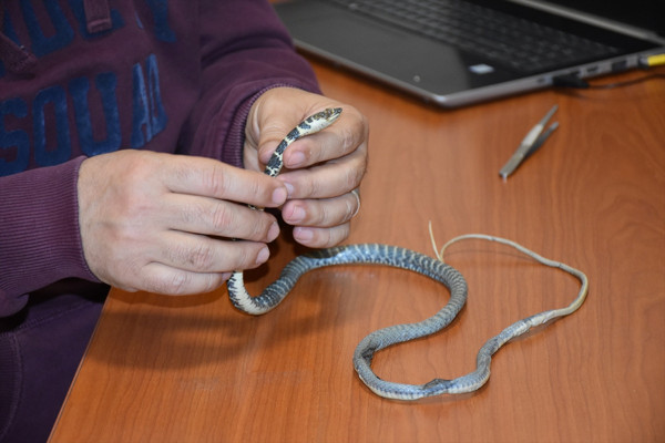 Türkiye'de ilk kez görüldü! Hakkari'de ortaya çıktı - Resim: 0