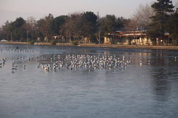 Kocaeli'de gören telefona sarıldı: Hemşehrilerim adına üzgünüm bu güzelliği göremiyorlar - Resim: 1