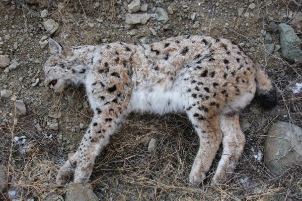 Erzurum'da bunu yapan insan olamaz! Nesli tükenmek üzereydi - Resim: 0