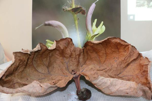 Sadece Adıyaman'da yetişiyor! Yeni keşfedildi kendi ismini verdi - Resim: 0