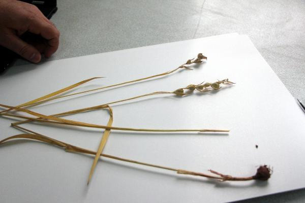 Bilim dünyasında bir ilk! Dünyada sadece Bolu'da bulunuyor - Resim: 1