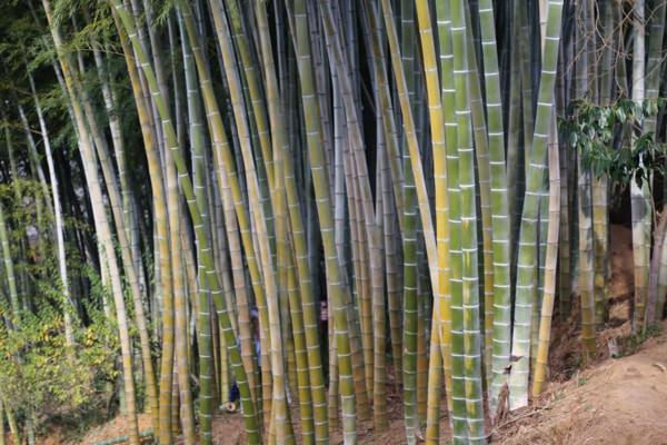 Dedesi 25 yıl önce Artvin'e getirdi! Gören fotoğraf çekiliyor günde 300 insan geliyor - Resim: 0