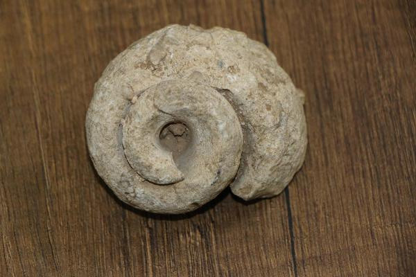 En az 70 milyon yıllık! Adıyaman'da bulundu ne olduğunu öğrenen şaştı kaldı - Resim: 0