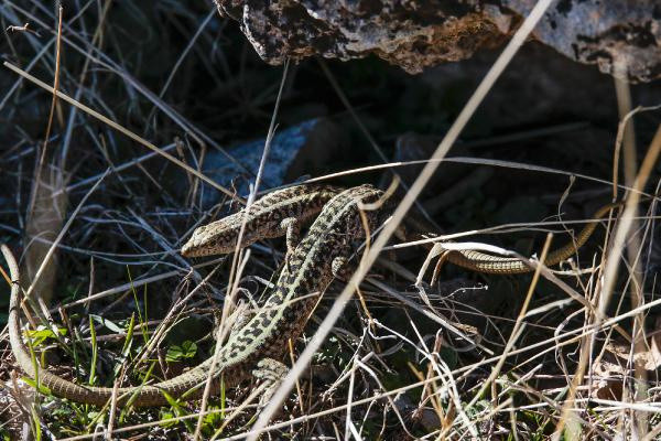 Böylesi daha önce görülmedi! Mardin ve Diyarbakır'da ortaya çıktı: Bu işte bir tuhaflık var - Resim: 2