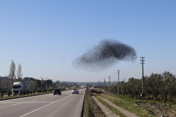 Gökyüzü karardı! Çanakkale'de gören şaşkına döndü - Resim: 0