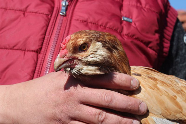 Eskişehir'de renkli yumurtaları gören inanamadı! Sebebi ise bakın ne - Resim: 1