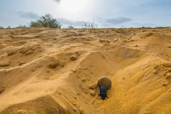 26 yaşındaki gencin fotoğrafları şaşırttı! Devenin peşinden ayrılmıyor! Dışkısını yuvarlayarak... - Resim: 1