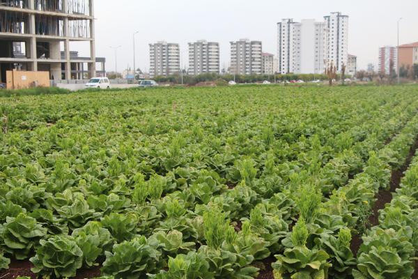 Bilim insanı uyardı! Yol kenarında büyük tehlike - Resim: 0