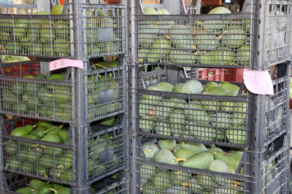 Antalya'da salgında talep patladı! Yurtdışından sipariş yağıyor - Resim: 1