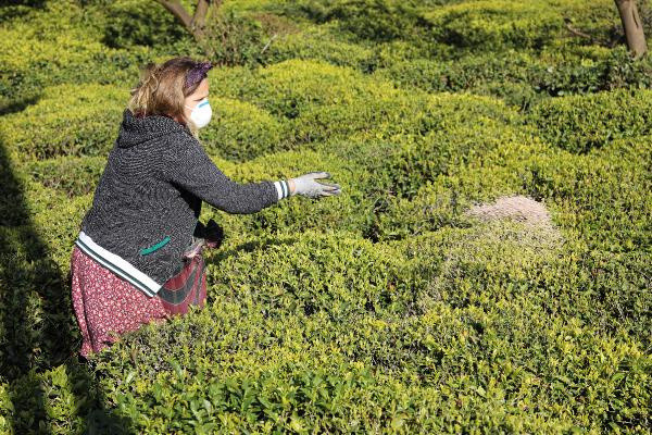 Doğu Karadeniz'de 'aşırı gübreleme' tehlikesi! Toprak verimsizleşmeye başladı - Resim: 1
