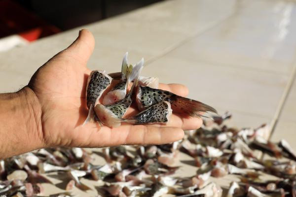 Kuyruk başına 5 TL! Balon balığı kuyrukları 2021'de de alınacak - Resim: 0