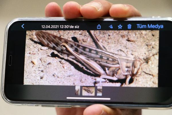 Rüzgarla hareket ediyorlar!  Prof. Dr. Ali Satar'dan istilacı çöl çekirgesi uyarısı - Resim: 0