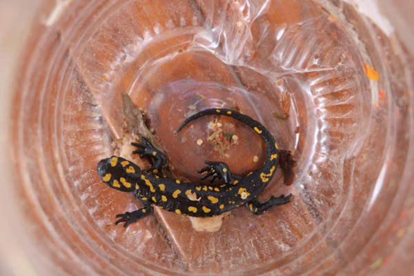 Nadir görülüyor! Malatya'da maket zannetti gerçeği öğrenince şaşkına döndü - Resim: 0