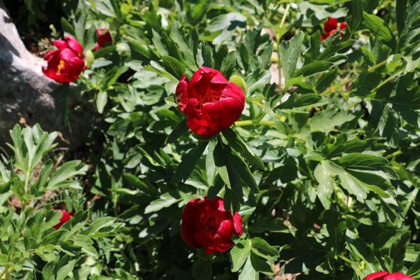 Afyonkarahisar'da sadece mayıs ve haziranda açıyor! Bu çiçeği koparan yandı - Resim: 2