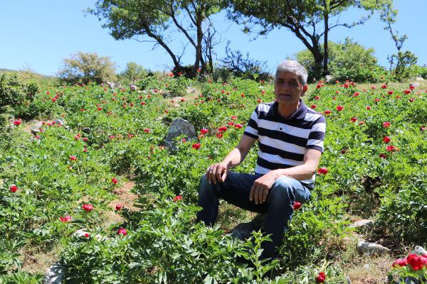 Afyonkarahisar'da sadece mayıs ve haziranda açıyor! Bu çiçeği koparan yandı - Resim: 0