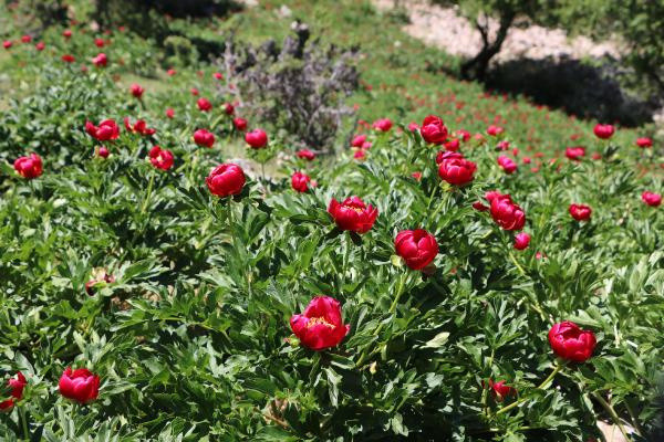 Afyonkarahisar'da sadece mayıs ve haziranda açıyor! Bu çiçeği koparan yandı - Resim: 1
