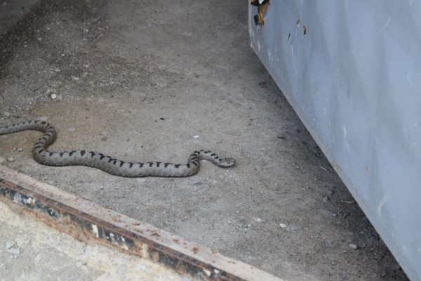 Nesli tehlike altında! Sivas'ta görüldü: İnsanların gözüne... - Resim: 0