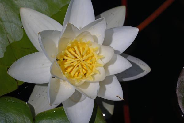 Konya'da 7 kilometre uzunluğunda! Suyu temizliyor bu çiçeği koparan yandı - Resim: 0