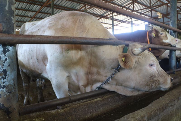 Malatya'da 6 kişi ahırdan çıkaramadı! Otomobil fiyatına satılıyor - Resim: 2