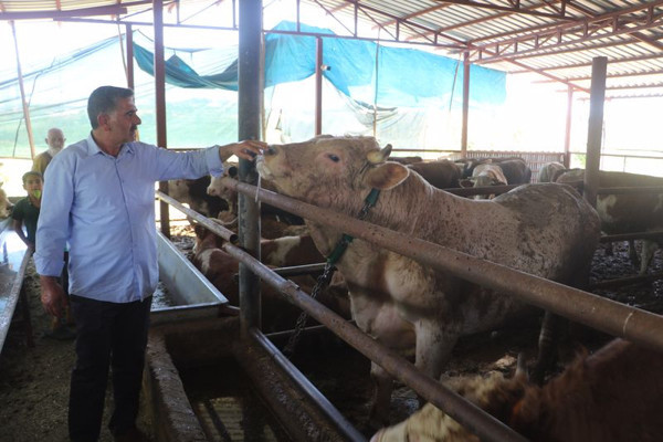 Malatya'da 6 kişi ahırdan çıkaramadı! Otomobil fiyatına satılıyor - Resim: 1