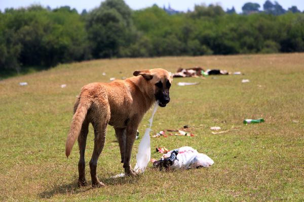 Adana'da görenleri isyan ettiren manzara: Çevrenin hali içler acısı - Resim: 0