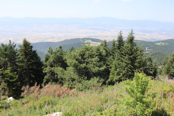 Bolu'da 24 yıldır ormanları gözetliyor: Yasak çok hoşuma gitti - Resim: 1