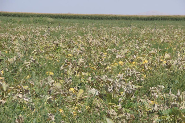 Konya'da merak üzerine tarlasına ekti! Büyük bir gelir kaynağı oldu - Resim: 1
