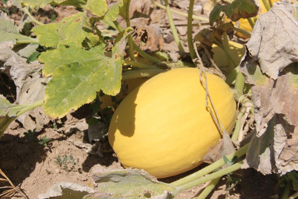 Konya'da merak üzerine tarlasına ekti! Büyük bir gelir kaynağı oldu - Resim: 0