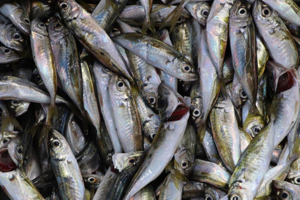 Samsun'da balık ucuz ama talep yok! Tezgahtan ne alırsan 10 TL - Resim: 0