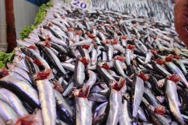 Her şeye zam var balığa zam yok! Ankara'da vatandaşlar tezgahlara akın etti - Resim: 3