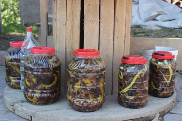 Sinop'ta dağlardan toplanıyor! Kilosu 30 TL'ye satılıyor: Hemen tüketilmeli - Resim: 0