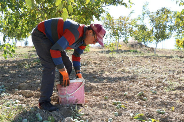Kırşehir'de dalında 20 TL tezgahta 50 TL! Pandemide çoğu ürün tarlada kalıyor - Resim: 1