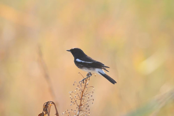 Haberi duyan Hatay'a akın etti: Bin kilometrelik yolu göze alarak buraya geldik - Resim: 0