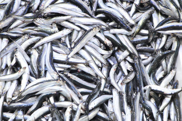 Hamsi patlaması! Fiyatlar ucuzladı: Vatandaş balık stokluyor - Resim: 0