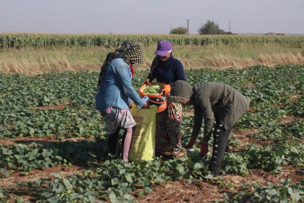 Kilis'te hasat başladı! Tarlada 3 TL markette 10 TL! - Resim: 0