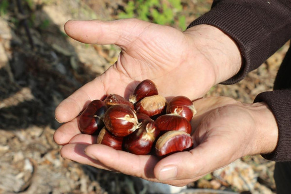 Bursa'da günlük 400 TL'ye çalışacak işçi bulamıyor: Zahmetli ve korkutucu bir iş - Resim: 1