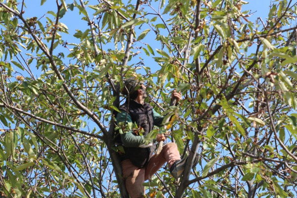 Bursa'da günlük 400 TL'ye çalışacak işçi bulamıyor: Zahmetli ve korkutucu bir iş - Resim: 0