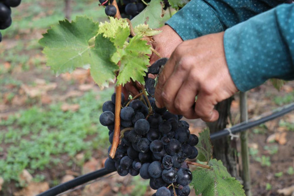 Tarlada 2 TL markette 10 TL! Fiyatlar yüzleri güldürmedi: Rahatlamak istiyoruz. - Resim: 0