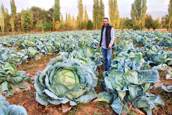 Kahramanmaraş'ta 40 kiloluk dev lahanaları gören inanamadı! - Resim: 0