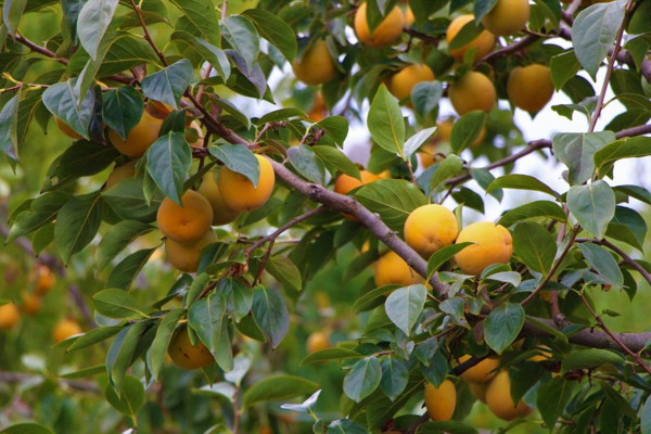 Amasya'da vitamin deposu dalında 4 TL kurutulunca 40 TL: Raf ömrü çok kısa - Resim: 0