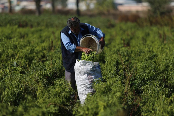 Bursa'da günlük 130 TL'ye çalışacak işçi bulamıyorlar: Fiyatlar bazen yüzümüzü güldürüyor bazen güldürmüyor - Resim: 1