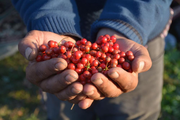 İstanbul'dan Sinop'a gelip topluyorlar! 20 TL'ye satılıyor - Resim: 0