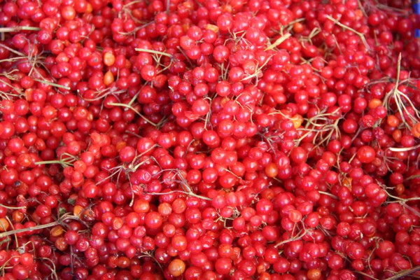 Kilosu 15 TL! Sivas'ta gençlik iksirine talep patladı: Bir haftada 300 kilo sattı - Resim: 0