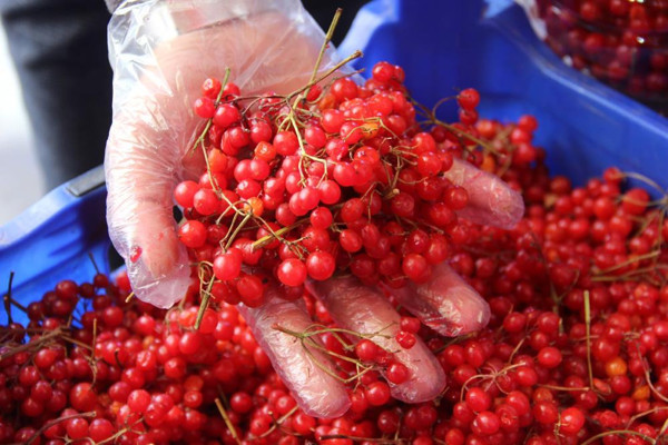 Kilosu 15 TL! Sivas'ta gençlik iksirine talep patladı: Bir haftada 300 kilo sattı - Resim: 1