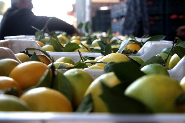 Kasanın fiyat  içindeki limonu geçti! "Bir sene sonra dolarla alacağız" - Resim: 0