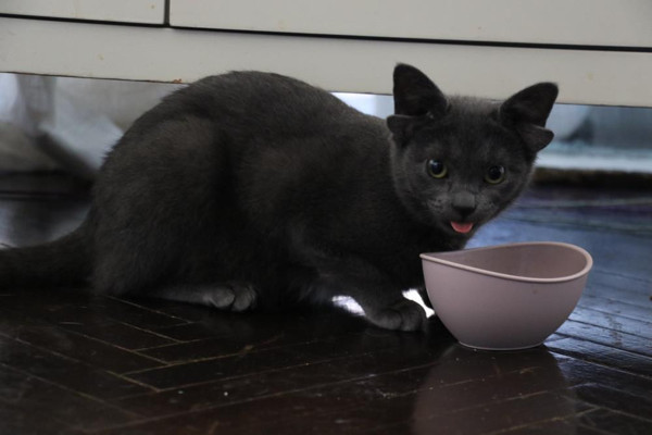 Ankara'daki 4 kulaklı kedinin başı dertte: Böyle bir durumla hiç karşılaşmadım - Resim: 0