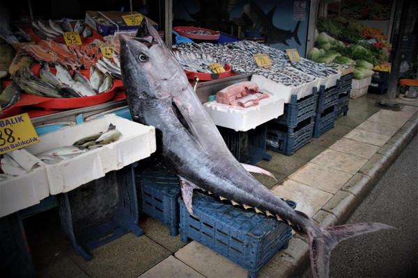 Elazığ'da gören telefona sarıldı: İlk defa karşılaştım, korkan oluyor - Resim: 0