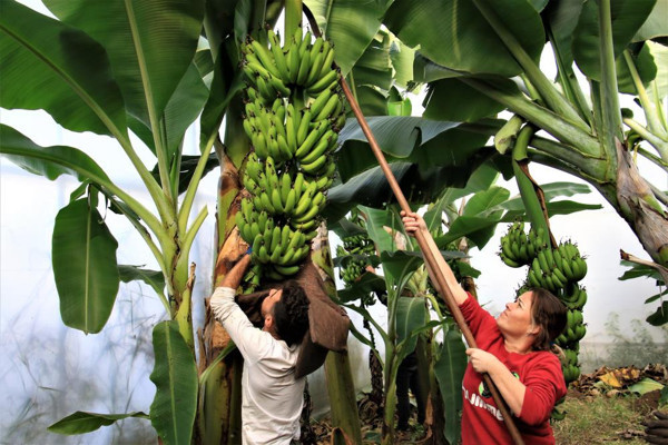 Mersin'de üreticide 5 TL markette 9 TL! İthali cep yakıyor - Resim: 0