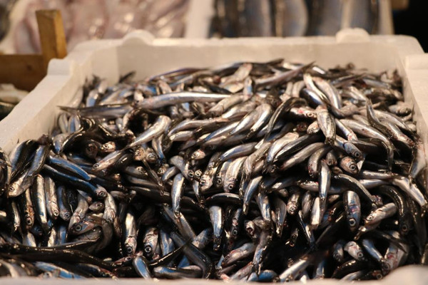 Mersin'de tezgahlar dolup taştı! Balık fiyatları şu an en uygun dönemde - Resim: 1